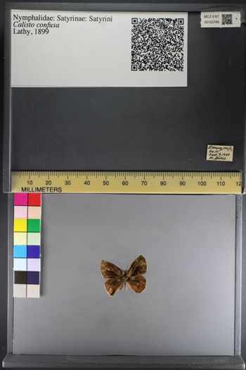 Media type: image;   Entomology 102780